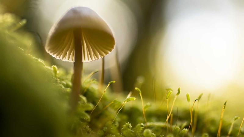羞羞视频新闻动态-聚焦在线视频行业前沿资讯